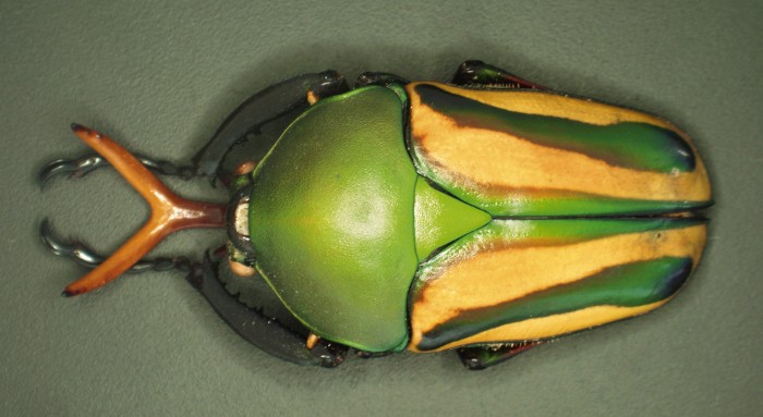 Stereomikroskop